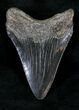 Black Megalodon Tooth - South Carolina #21245-2